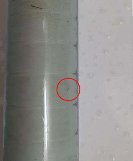 기어가는 유충[인천 서구 지역 맘카페 갈무리.]